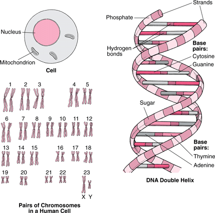DNA Structure - Lan Huynh's Portfolio